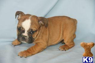 English Bulldog Puppies for Sale